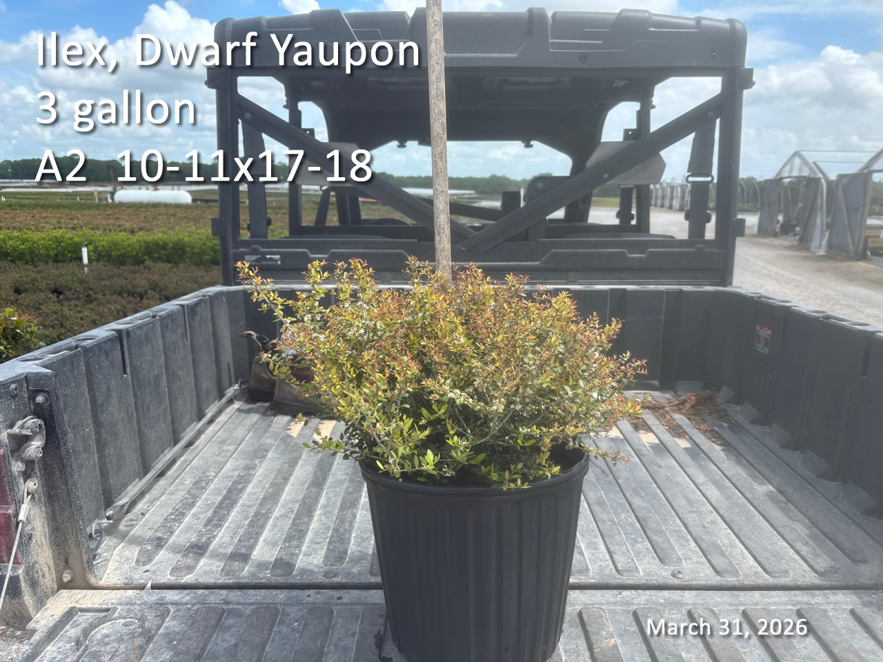 gallery/yaup3 a2 mar31.jpg